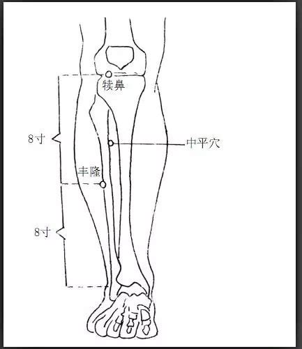 中平穴|中平穴（肩周穴,肩痛穴）位位置图